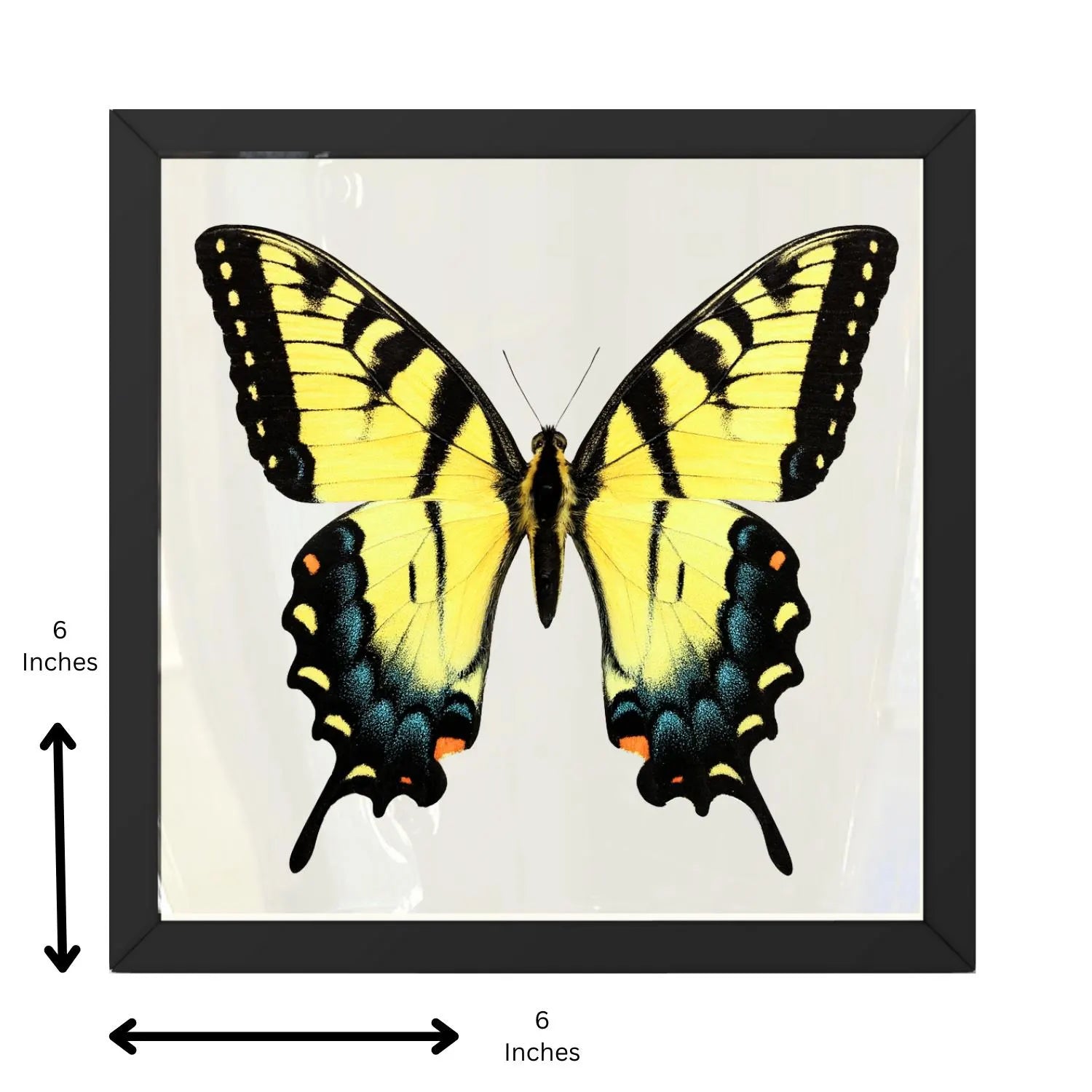 Framed Eastern Tiger Swallowtail Butterfly – Blue Female Phase (Papilio glaucus)