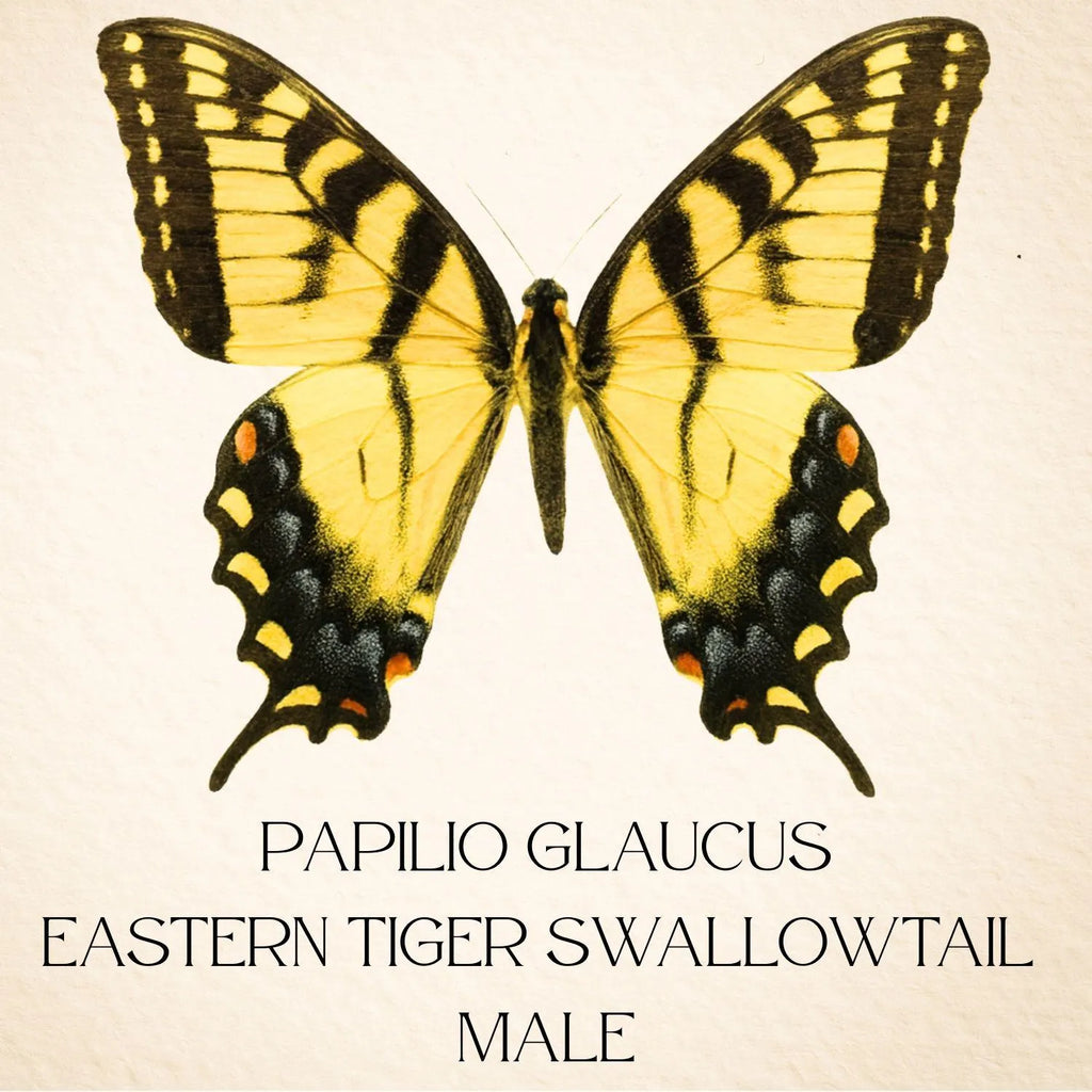 Papilio glaucus Male Eastern Tiger Swallowtail Butterfly Diorama – Natural History Display 6x8x6 Acrylic