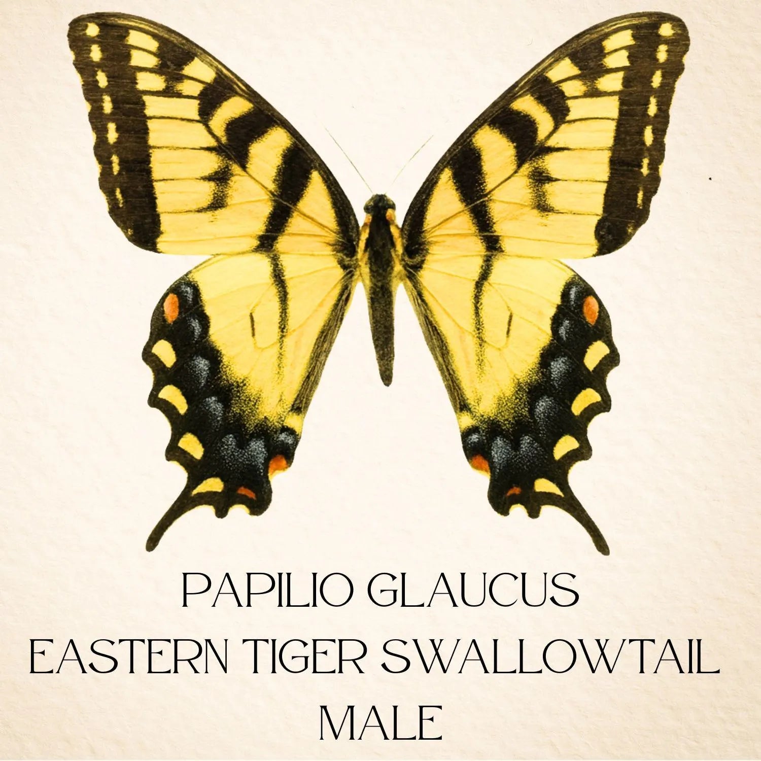 Papilio glaucus Male Eastern Tiger Swallowtail Butterfly Diorama – Natural History Display 6x8x6 Acrylic