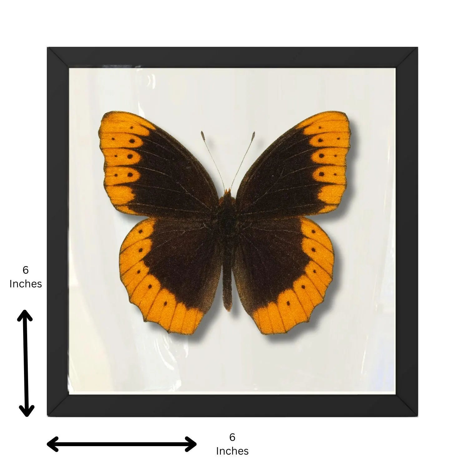 Framed Diana Fritillary Butterfly Specimen – Male (Speyeria diana)