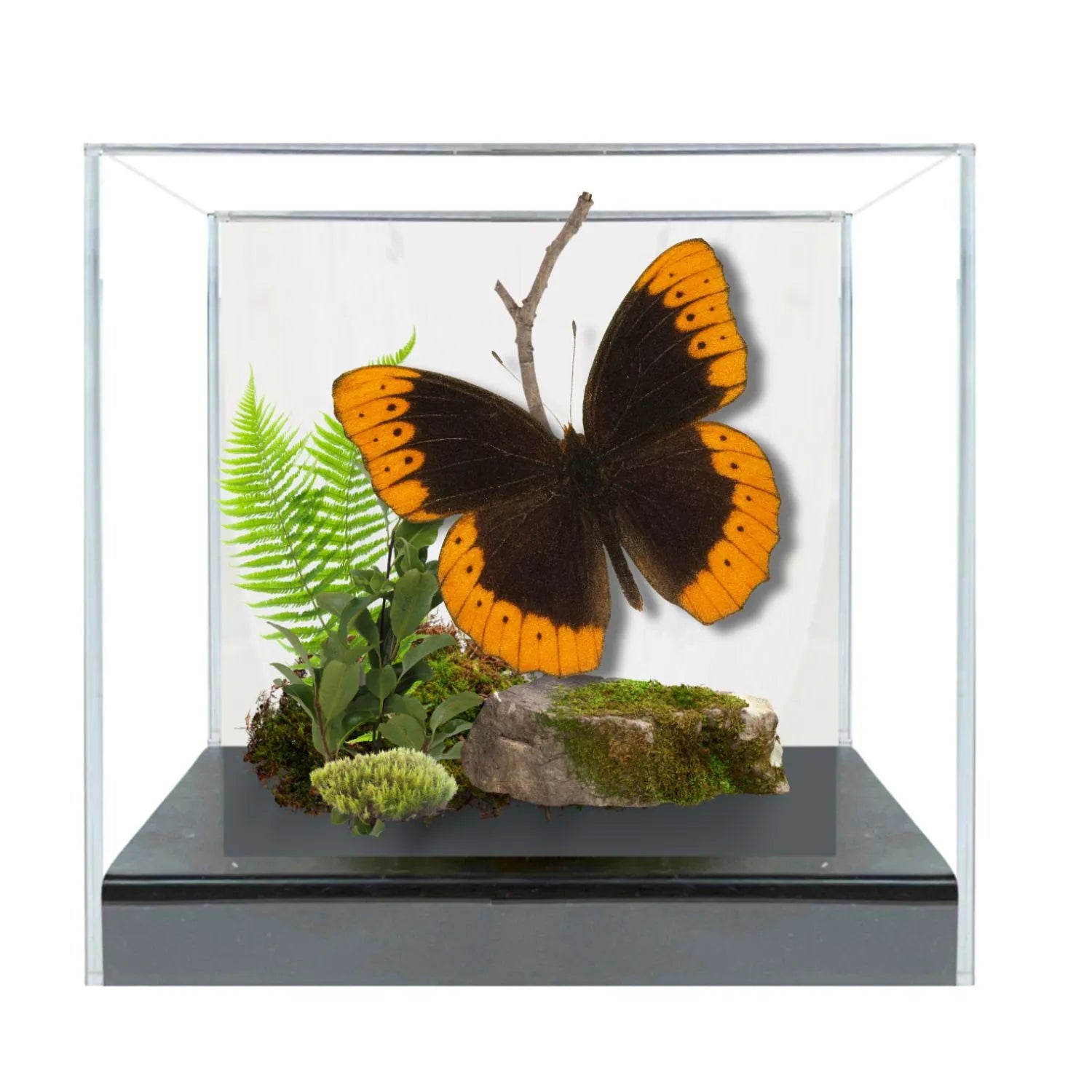 Speyeria diana Male Diana Fritillary Butterfly Diorama – Natural History Display 6x8x6 Acrylic