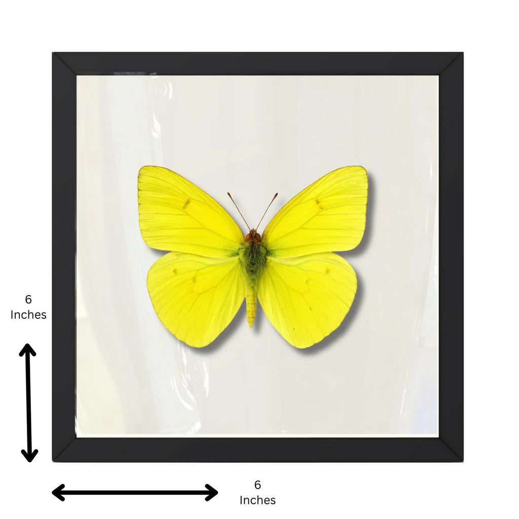 Framed Cloudless Giant Sulphur Butterfly Specimen (Phoebis sennae)