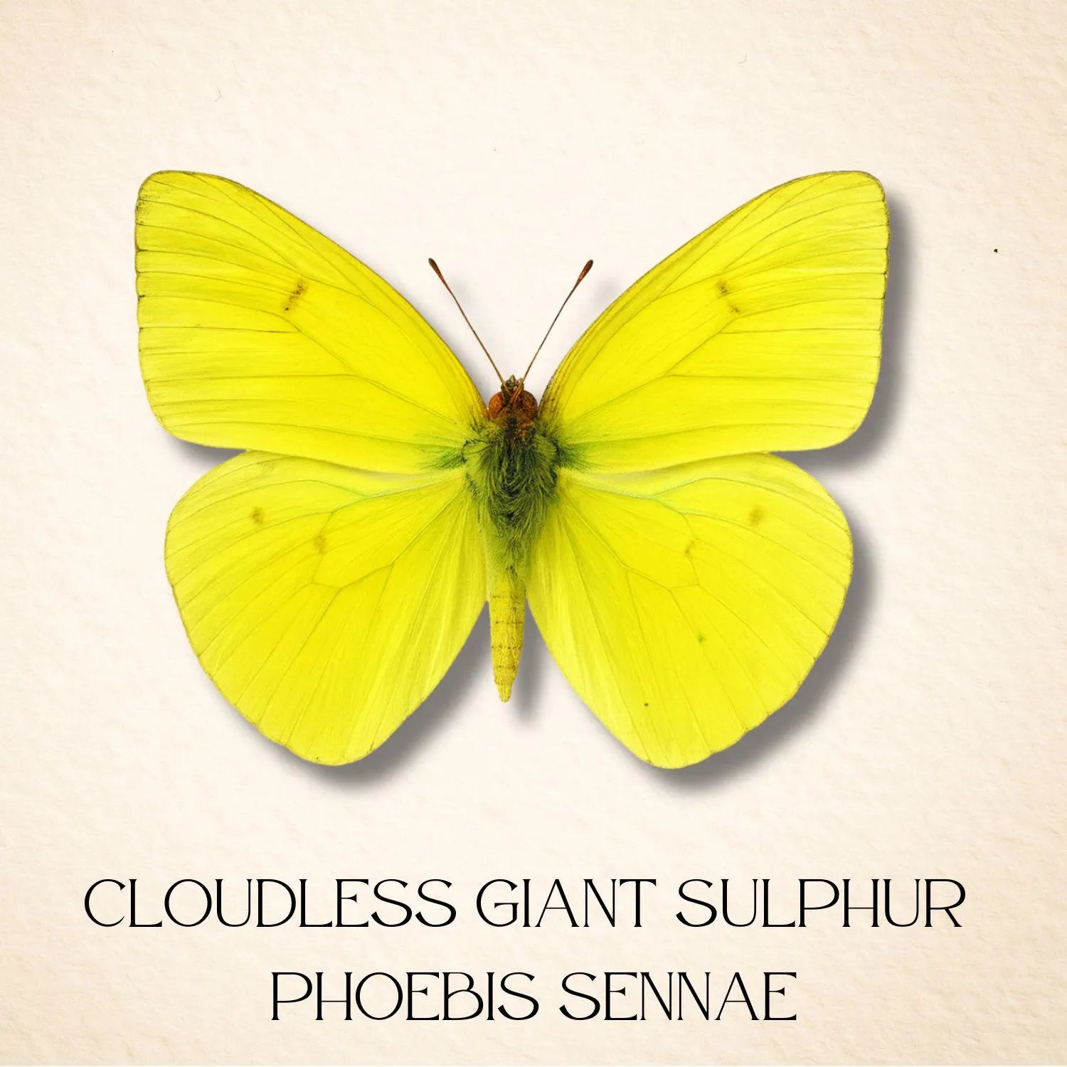 Framed Cloudless Giant Sulphur Butterfly Specimen (Phoebis sennae)