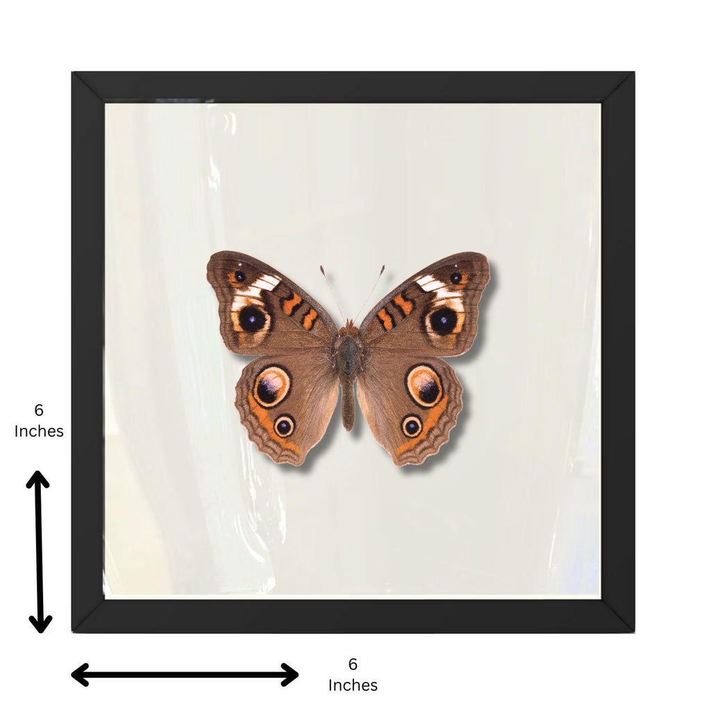 Buckeye Butterfly – 6x6 Shadowbox Display (Junonia coenia)