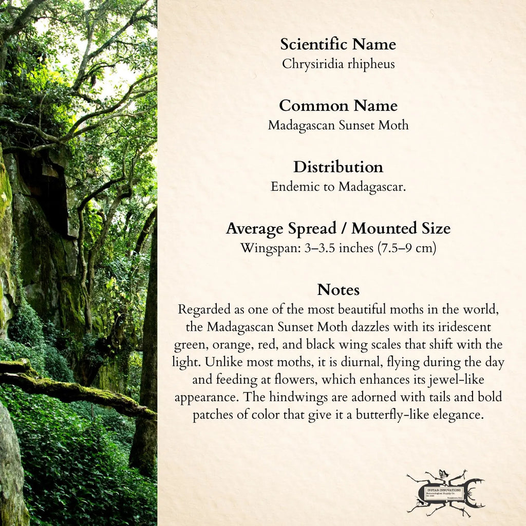 Chrysiridia rhipheus Moth Diorama – 6×6×6 Acrylic Display