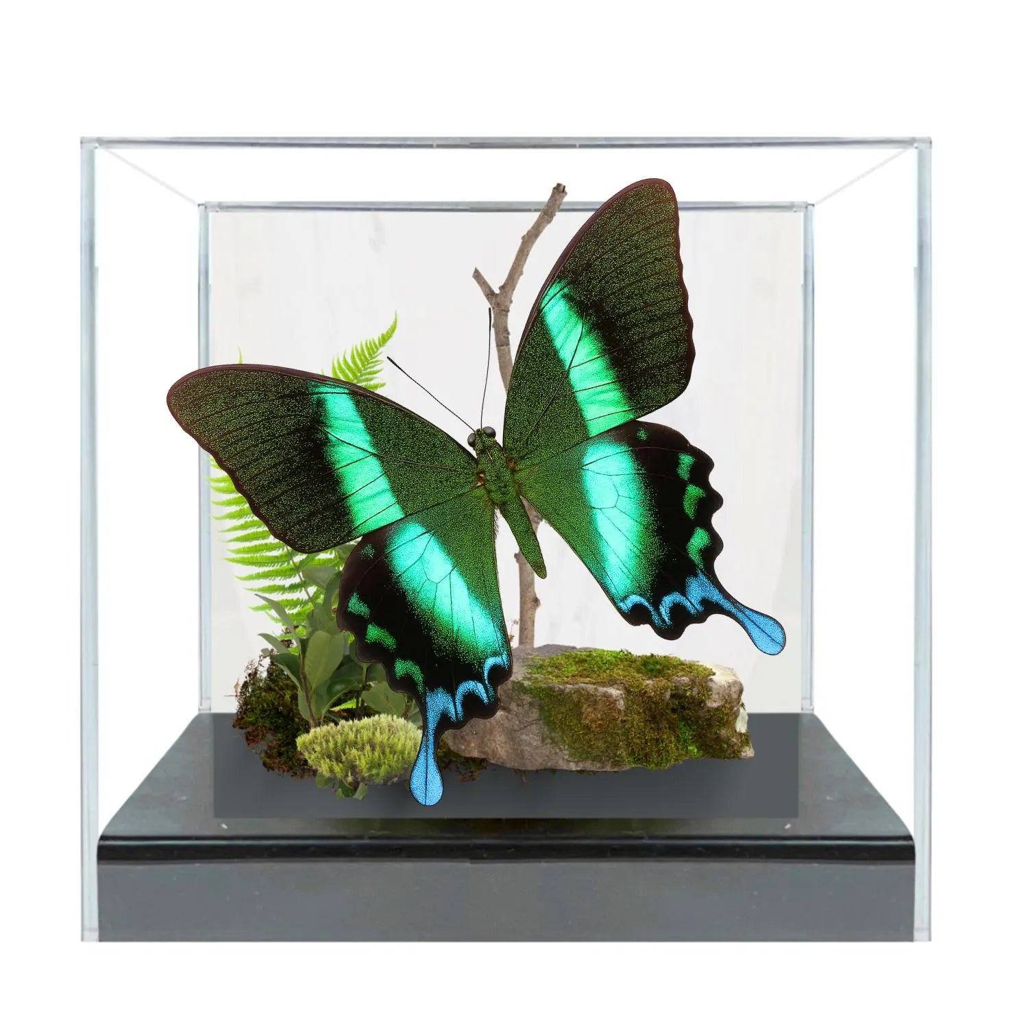 Papilio blumei Green Peacock Butterfly Diorama – Natural History Display 6x8x6 Acrylic