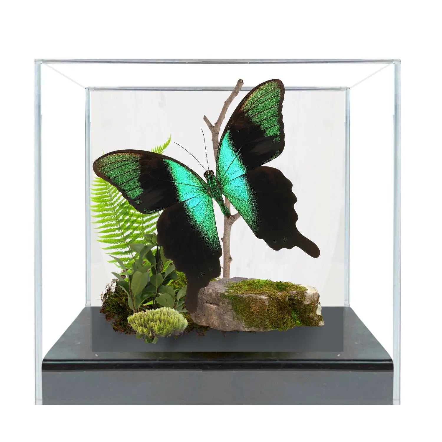 Papilio peranthus Peranthus Peacock Swallowtail Diorama – Natural History Display 6x8x6 Acrylic