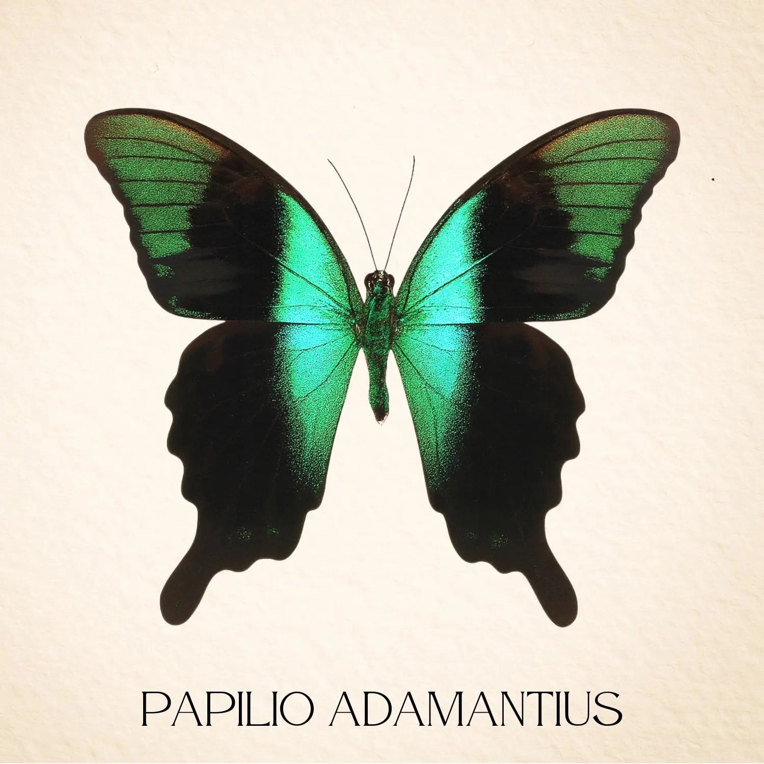 Papilio peranthus Peranthus Peacock Swallowtail Diorama – Natural History Display 6x8x6 Acrylic