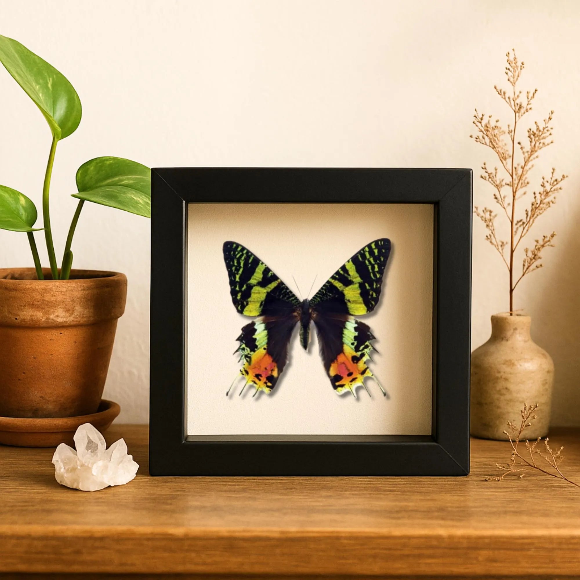 Framed Madagascan Sunset Moth Specimen (Chrysiridia rhipheus)