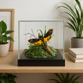 Acherontia styx Moth Diorama – 6×6×6 Acrylic Display
