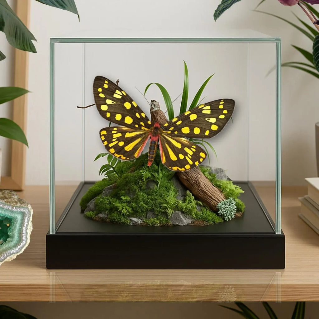Callindra principalis Moth Diorama – 6×6×6 Acrylic Display