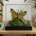 Callindra principalis Moth Diorama – 6×6×6 Acrylic Display