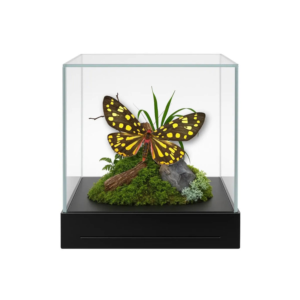 Callindra principalis Moth Diorama – 6×6×6 Acrylic Display