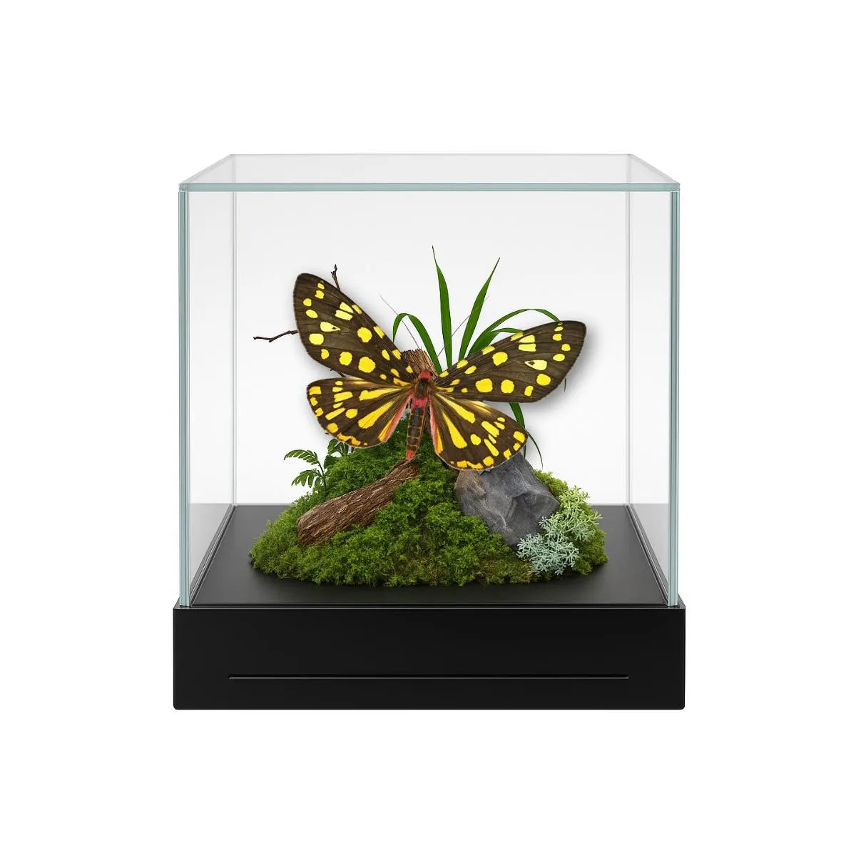 Callindra principalis Moth Diorama – 6×6×6 Acrylic Display