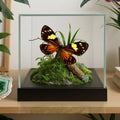 Chetone phyleis Moth Diorama – 6×6×6 Acrylic Display