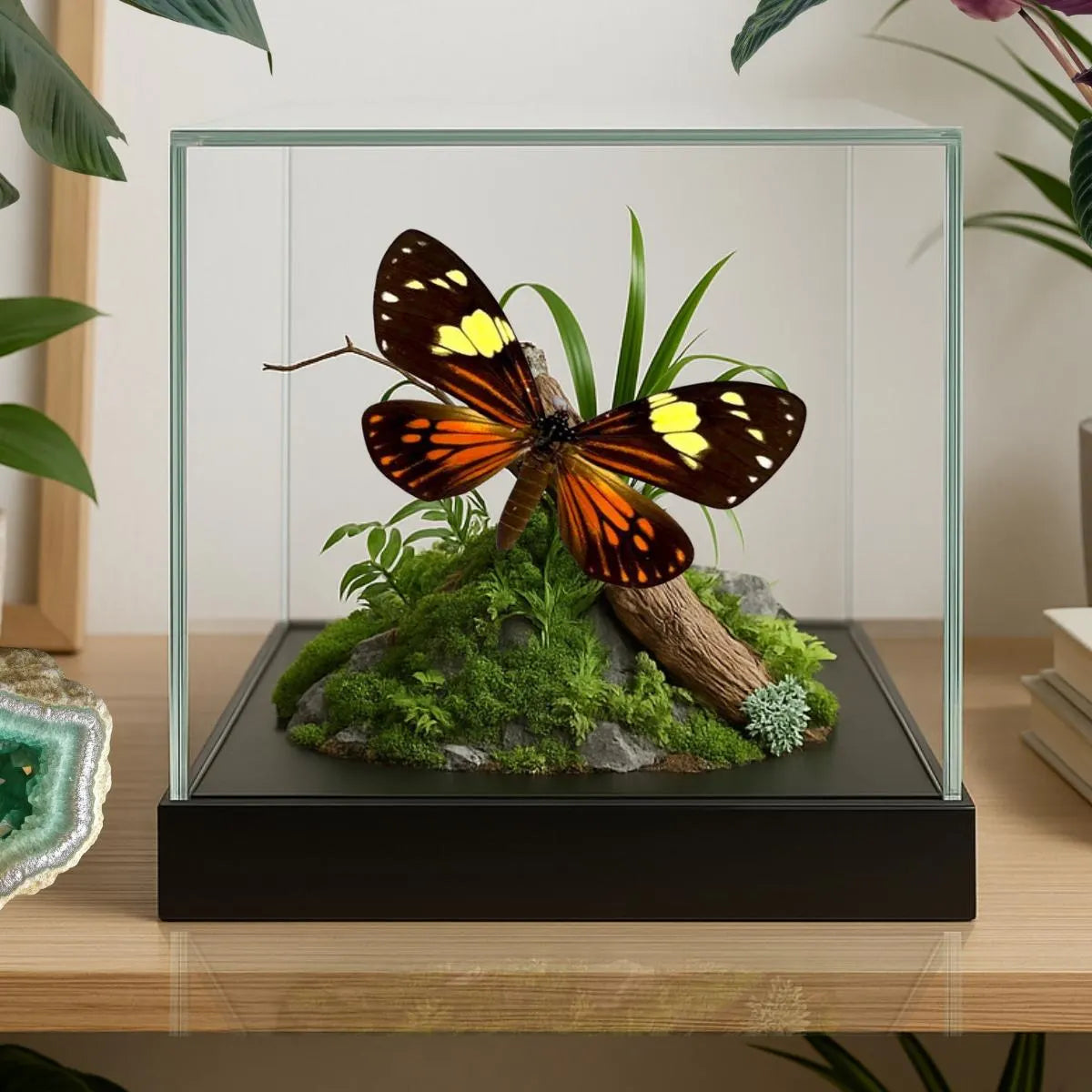 Chetone phyleis Moth Diorama – 6×6×6 Acrylic Display