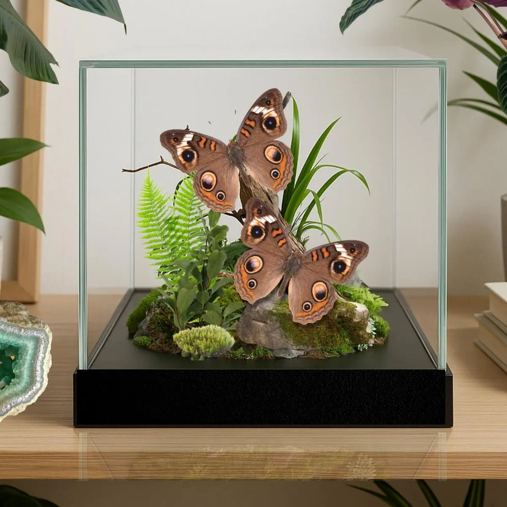 unonia coenia Butterfly Diorama – Pair (6×6×6 Acrylic Display)