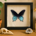 Pipevine Swallowtail Butterfly | Battus philenor | 6x6 Shadowbox Frame