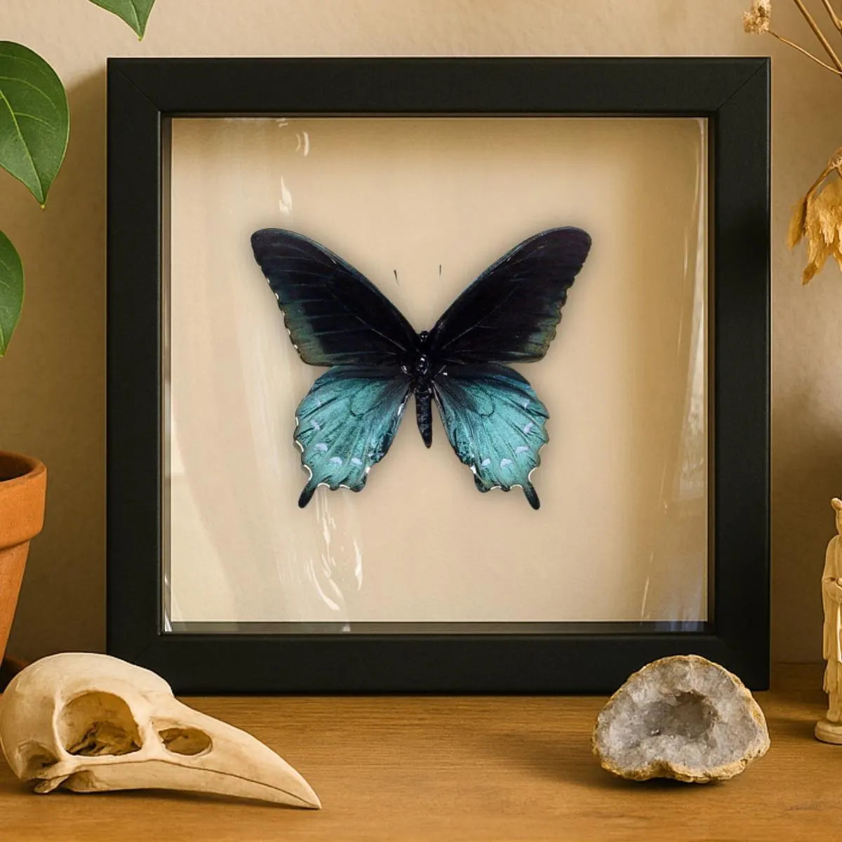 Pipevine Swallowtail Butterfly | Battus philenor | 6x6 Shadowbox Frame