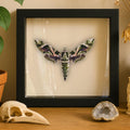 Framed Oleander Hawk Moth Specimen (Daphnis nerii)