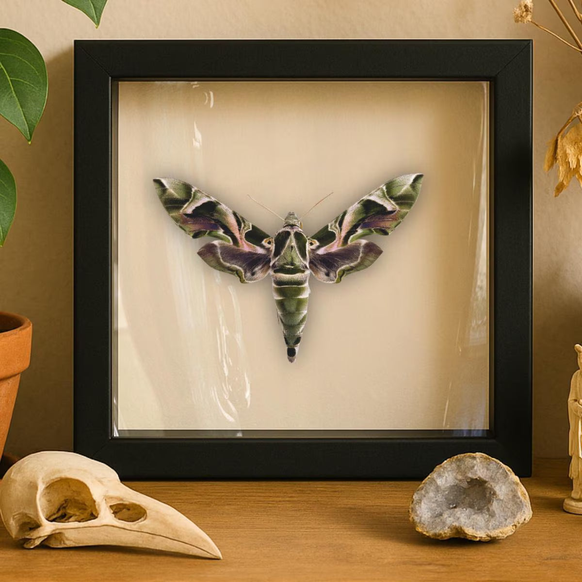Framed Oleander Hawk Moth Specimen (Daphnis nerii)