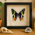 Framed Madagascan Sunset Moth Specimen (Chrysiridia rhipheus)