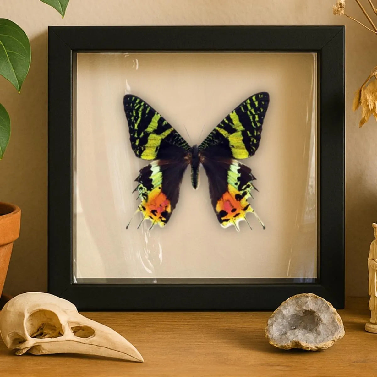 Framed Madagascan Sunset Moth Specimen (Chrysiridia rhipheus)