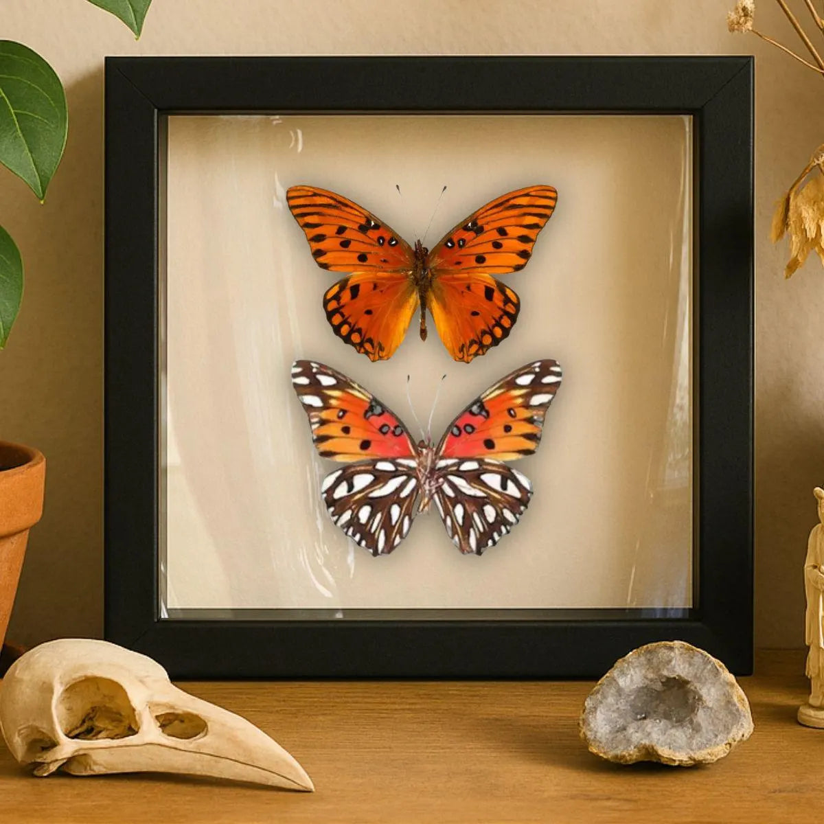 Framed Gulf Fritillary Butterfly Pair – Recto & Verso (Agraulis vanillae)