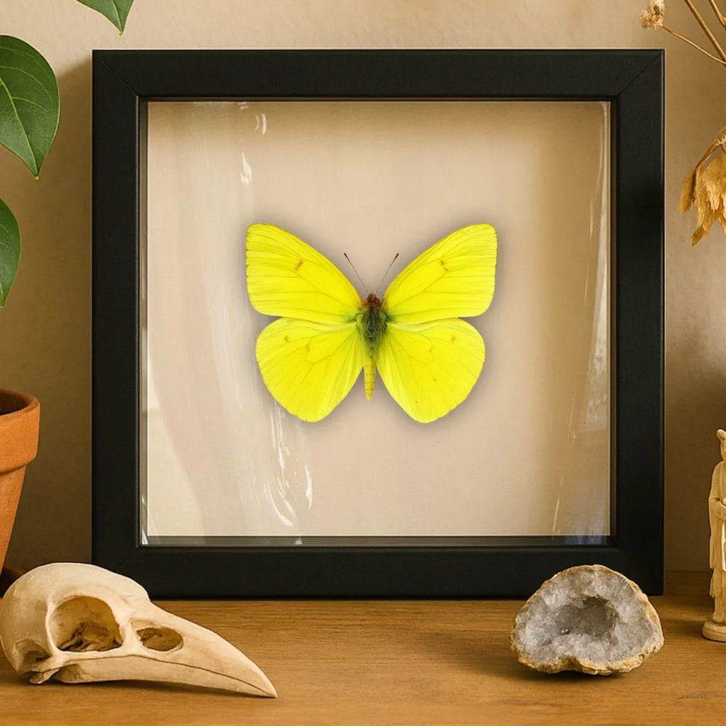 Framed Cloudless Giant Sulphur Butterfly Specimen (Phoebis sennae)