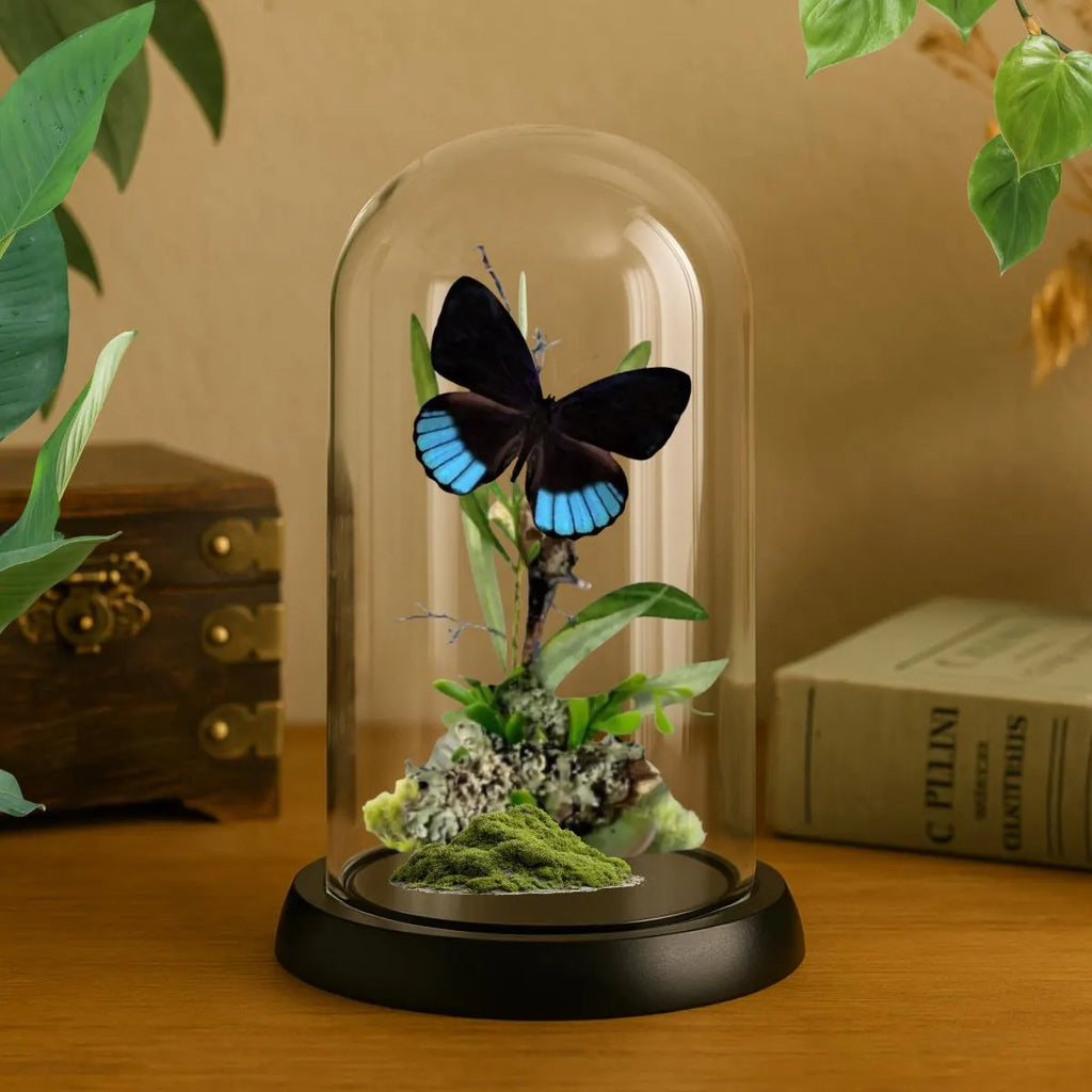 Eunica norica Blue Emperor Butterfly Cloche Dome Diorama – Natural History Display 6x4 Acrylic
