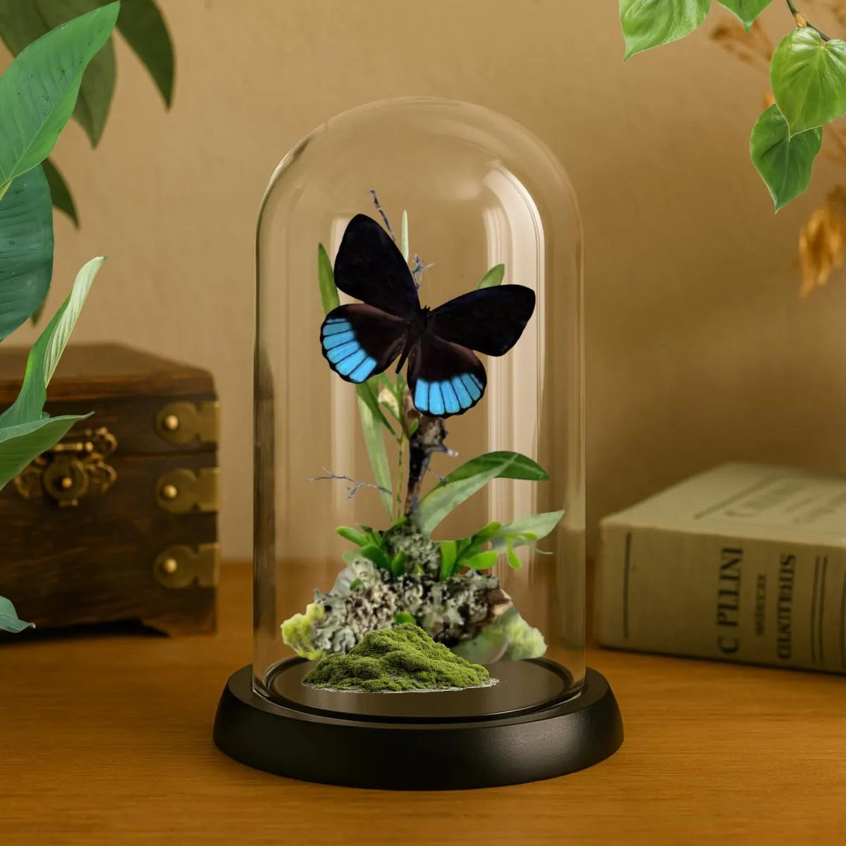 Eunica norica Blue Emperor Butterfly Cloche Dome Diorama – Natural History Display 6x4 Acrylic