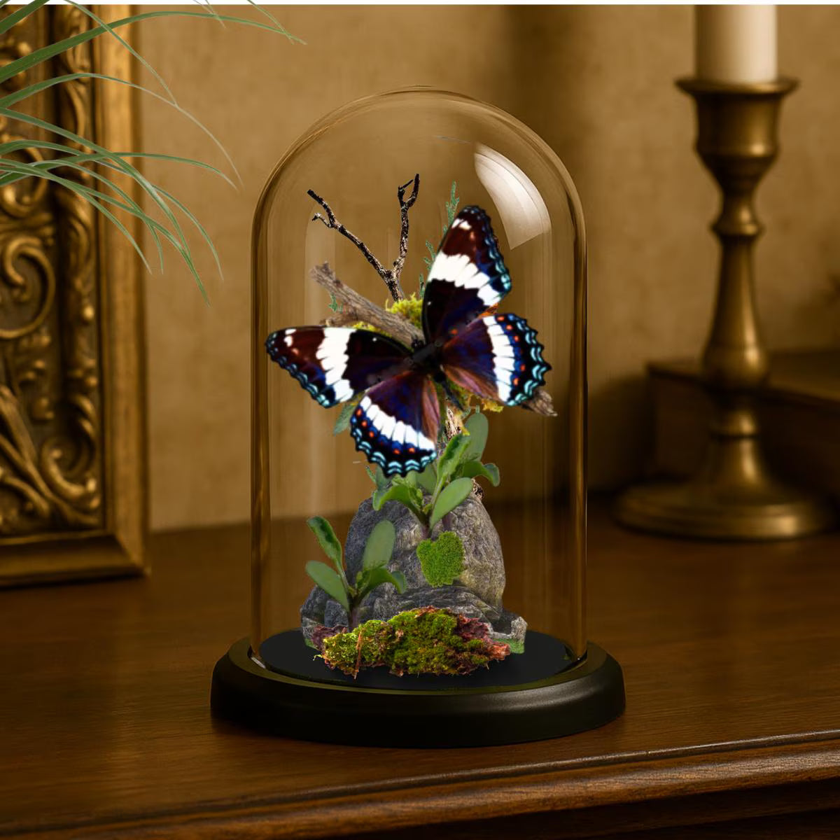 Limenitis arthemis White Admiral Butterfly Cloche Dome Diorama – Natural History Display 6x4 Acrylic