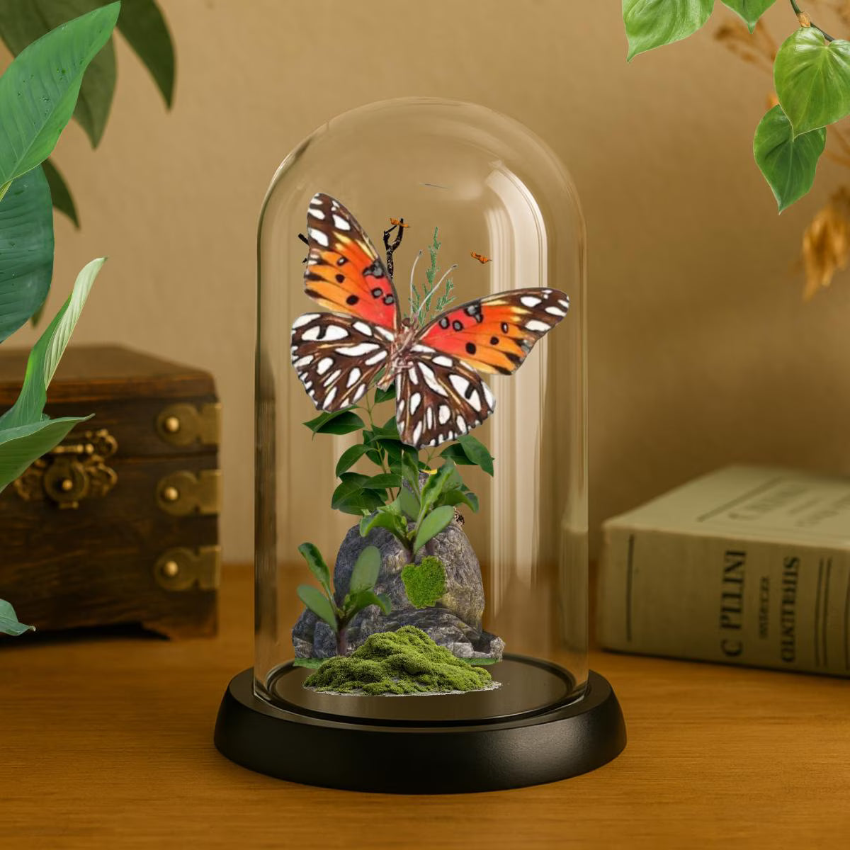 Agraulis vanillae Gulf Fritillary Butterfly Cloche Dome Diorama – Verso Display 6x4 Acrylic