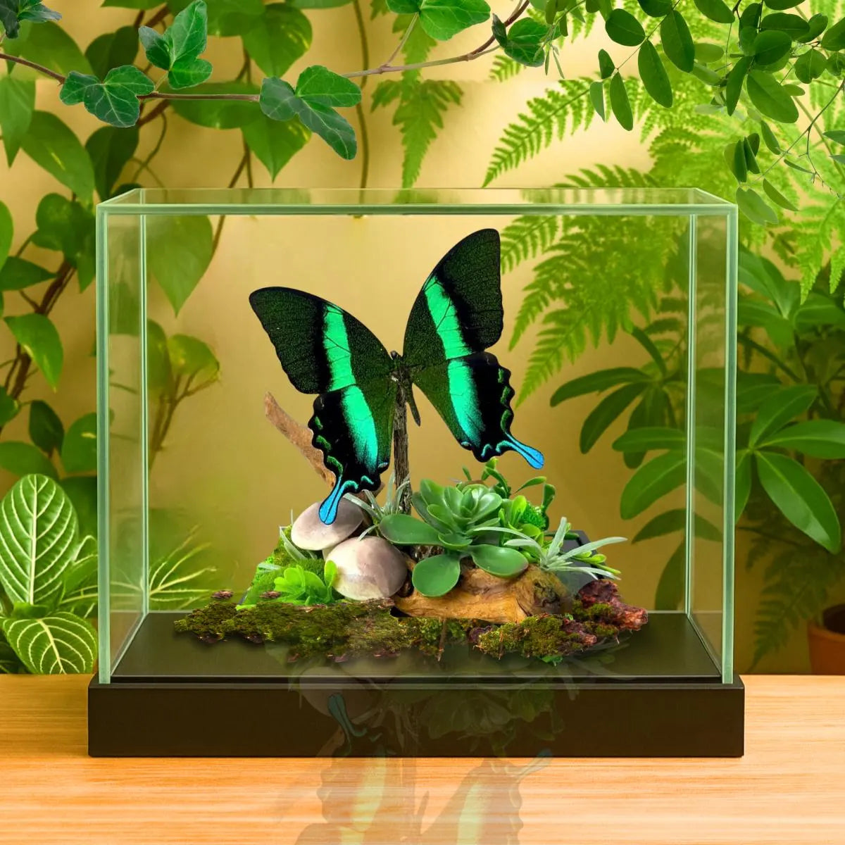 Papilio blumei Green Peacock Butterfly Diorama – Natural History Display 6x8x6 Acrylic