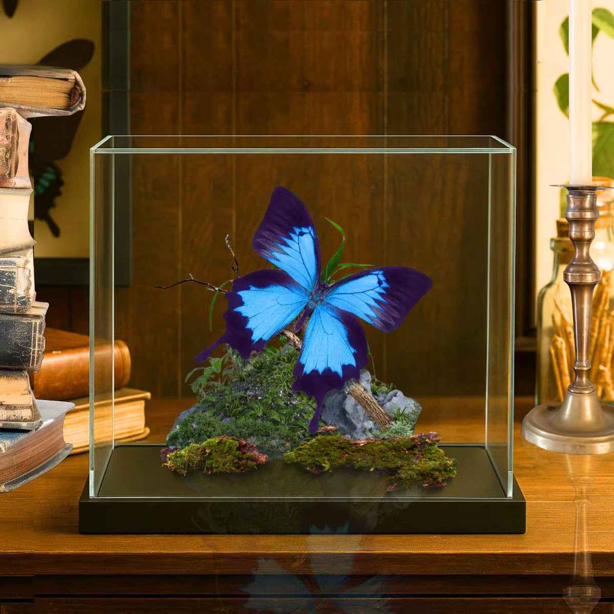 Papilio ulysses Ulysses Butterfly Diorama – Natural History Display 6x8x6 Acrylic