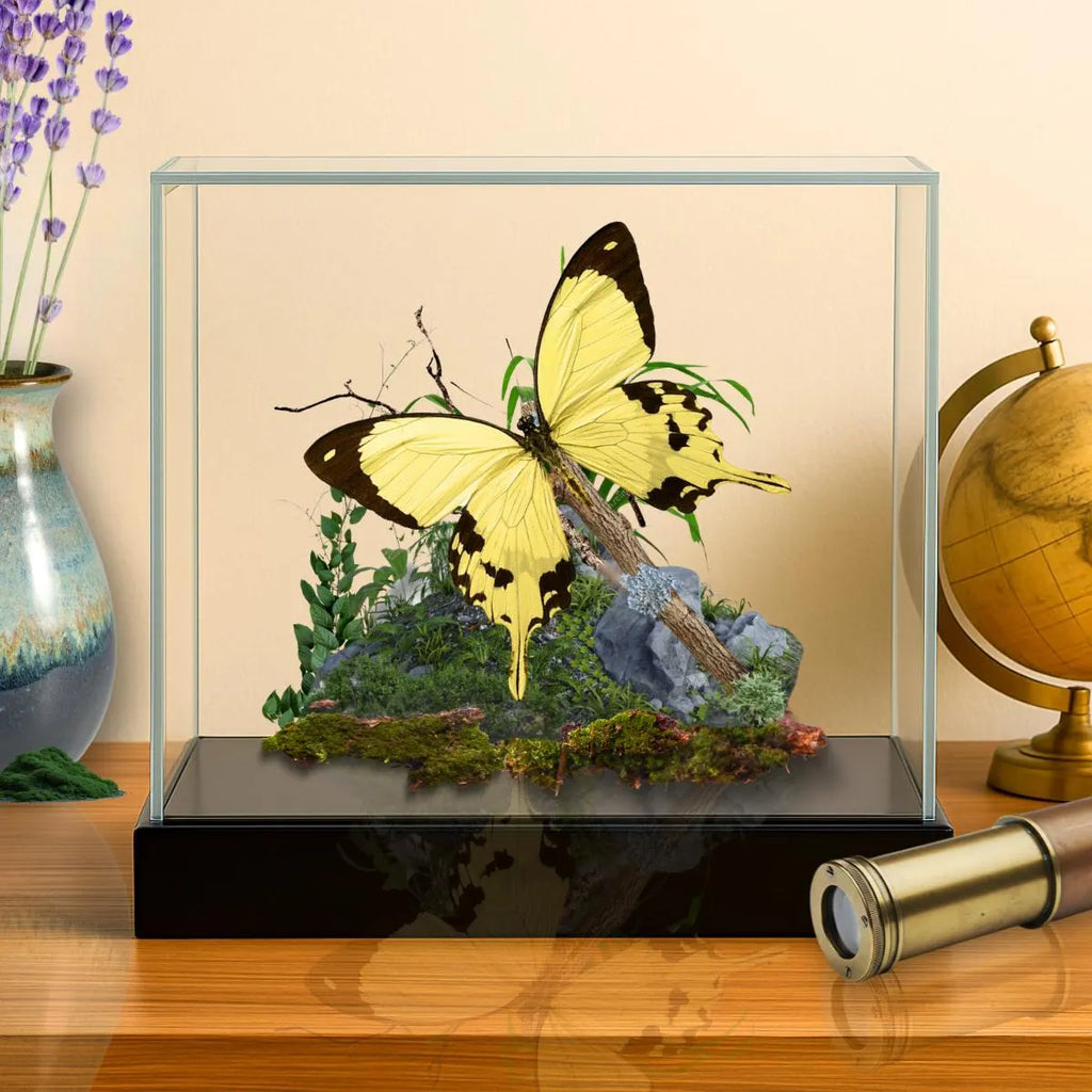 Papilio dardanus African Swallowtail Butterfly Diorama – Natural History Display 6x8x6 Acrylic