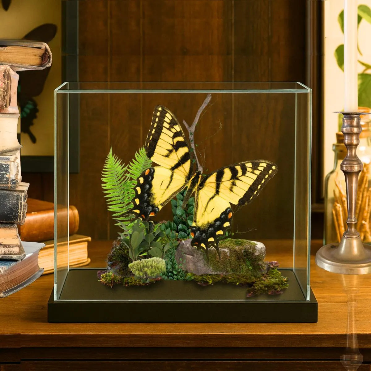 Papilio glaucus Male Eastern Tiger Swallowtail Butterfly Diorama – Natural History Display 6x8x6 Acrylic