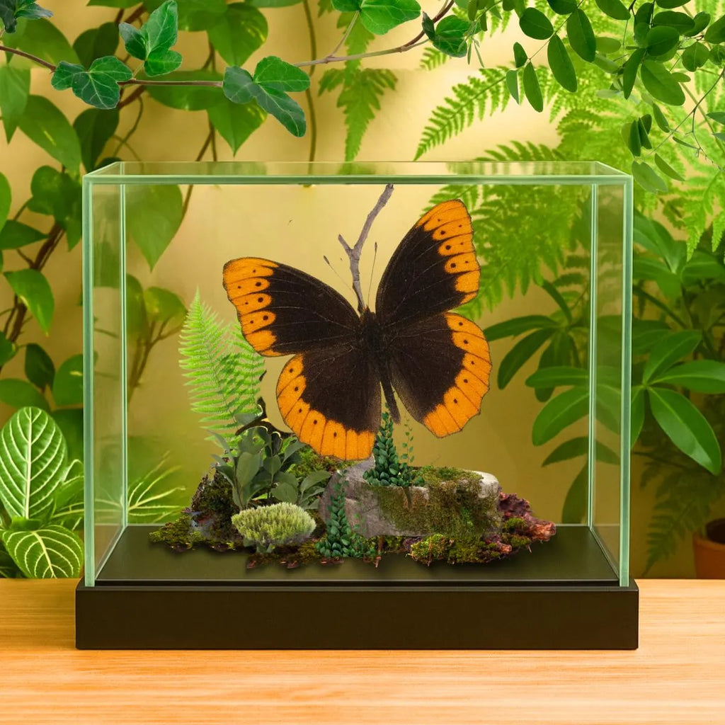 Speyeria diana Male Diana Fritillary Butterfly Diorama – Natural History Display 6x8x6 Acrylic