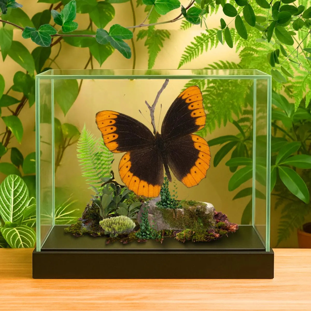 Speyeria diana Male Diana Fritillary Butterfly Diorama – Natural History Display 6x8x6 Acrylic