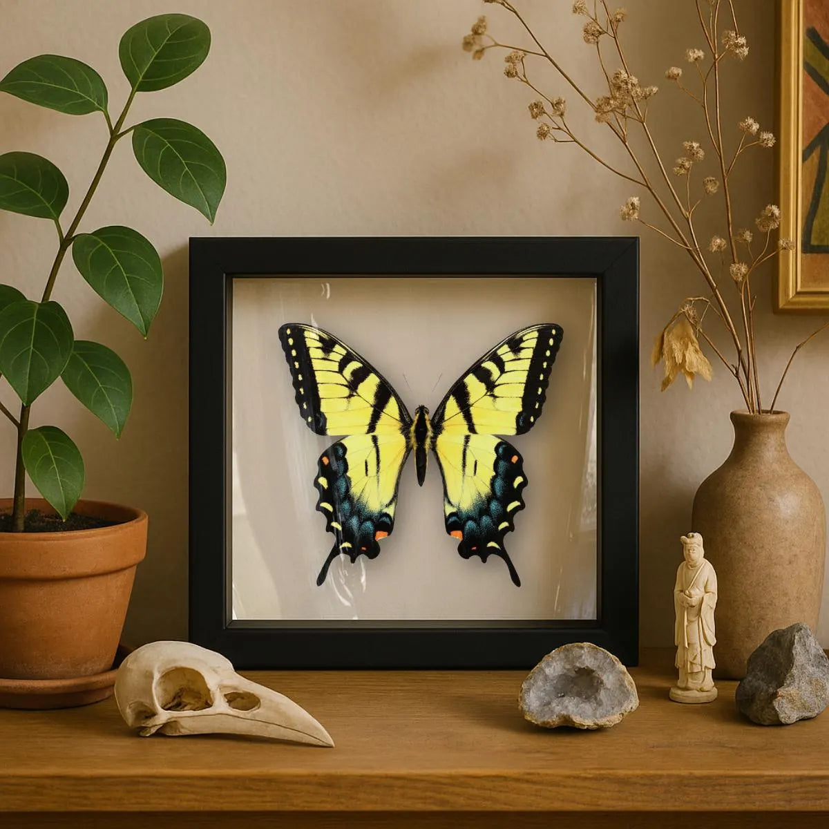 Framed Eastern Tiger Swallowtail Butterfly – Blue Female Phase (Papilio glaucus)