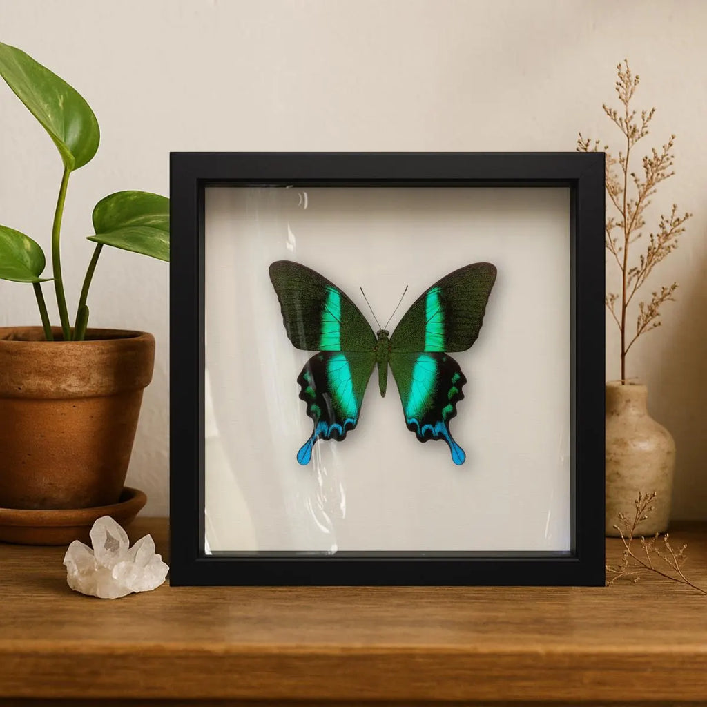 Framed Peacock Swallowtail Specimen (Papilio blumei) 9×9