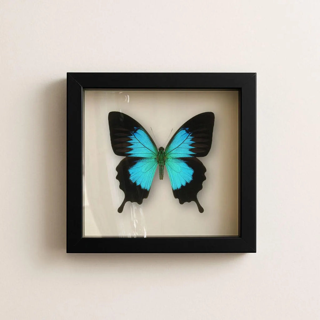 Framed Ulysses Swallowtail Butterfly Specimen (Papilio ulysses) 9×9