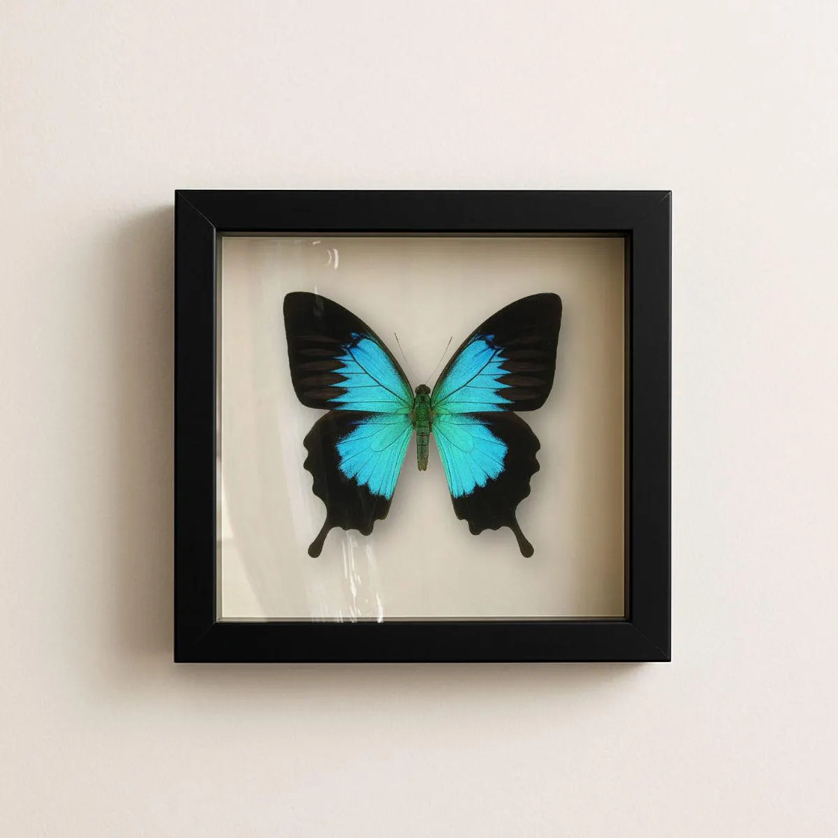 Framed Ulysses Swallowtail Butterfly Specimen (Papilio ulysses) 9×9
