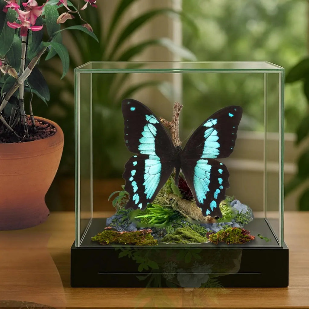 Papilio bromius Butterfly Diorama – 5×5×5 Acrylic Display