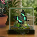 Papilio palinurus Butterfly Diorama – 6×6×6 Acrylic Display