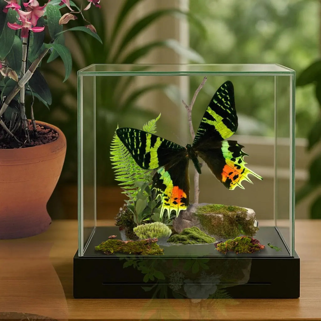 Chrysiridia rhipheus Moth Diorama – 6×6×6 Acrylic Display