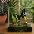 Chrysiridia rhipheus Moth Diorama – 6×6×6 Acrylic Display