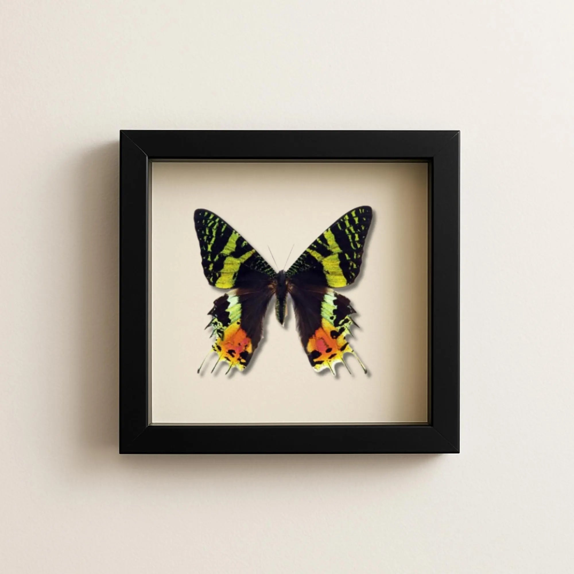 Framed Madagascan Sunset Moth Specimen (Chrysiridia rhipheus)