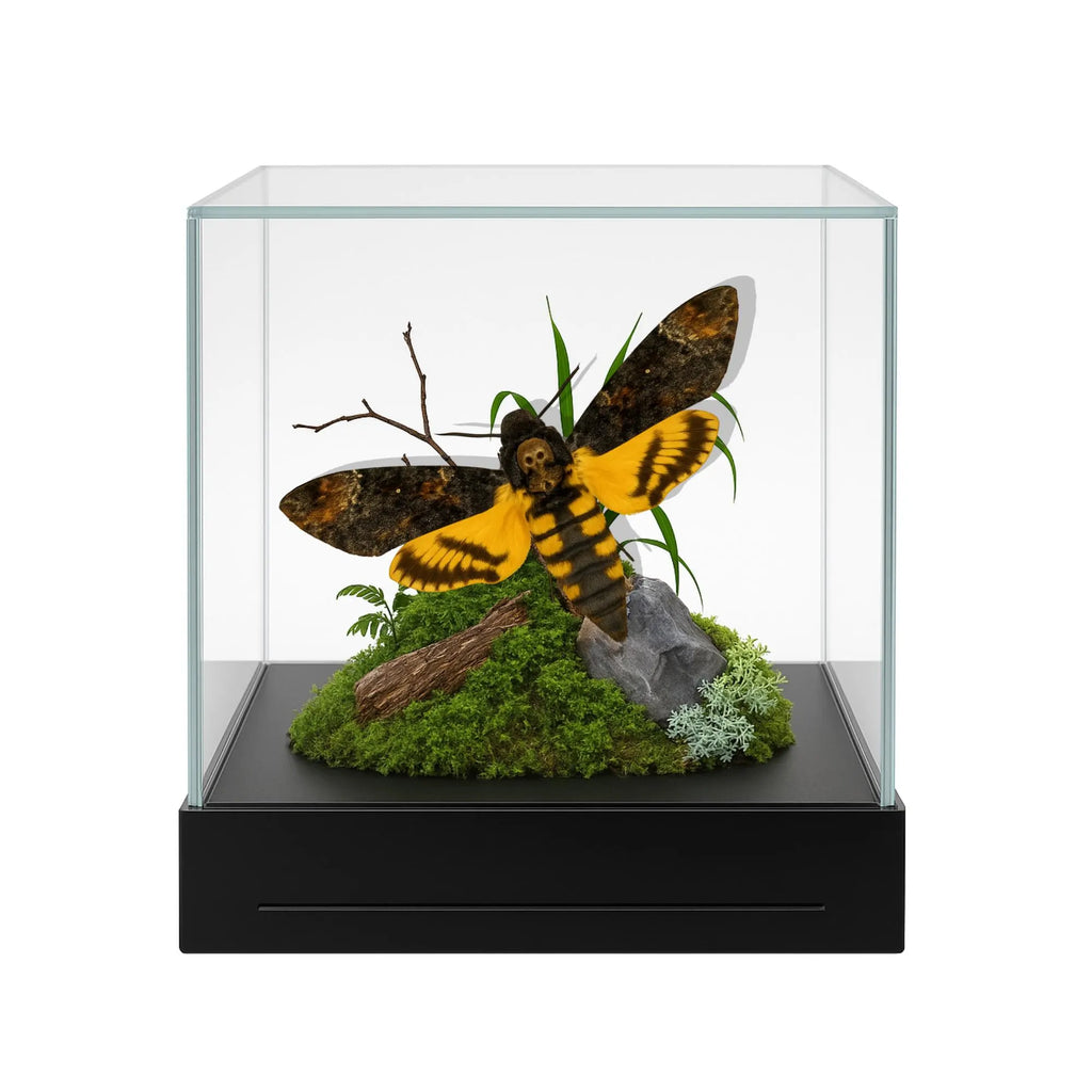 Acherontia styx Moth Diorama – 6×6×6 Acrylic Display