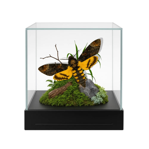 Acherontia styx Moth Diorama – 6×6×6 Acrylic Display